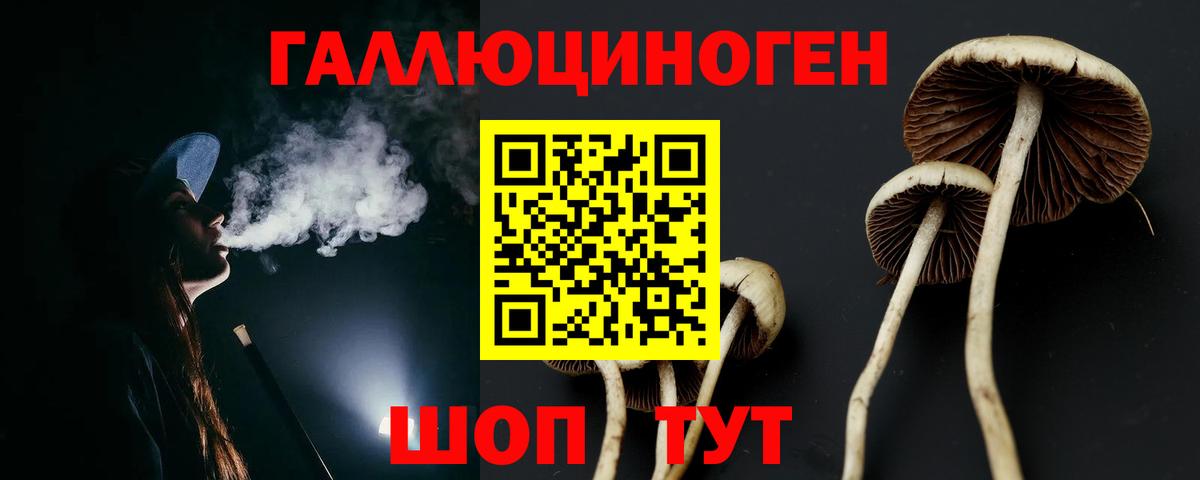 Курган  Галлюциногенные грибы Psilocybine cubensis  Вход с VPN 